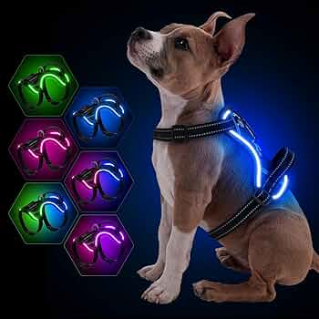 Harnais lumineux pour chien - Réglable, rechargeable et sans traction - TribupetsMVertHarnais lumineux pour chien - Réglable, rechargeable et sans traction
